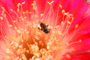 Cactus, which many people like to raise