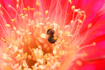 Cactus, which many people like to raise