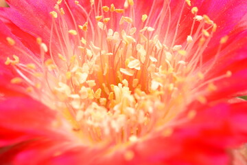 Cactus, which many people like to raise