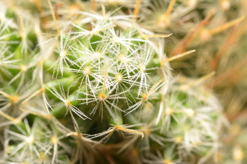 Cactus, which many people like to raise