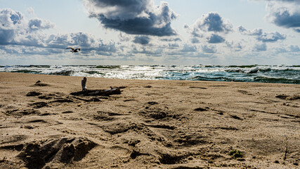 Beach with pile of wood © szcpom