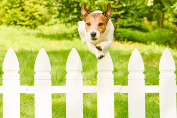 Agile unstoppable dog jumping over fence escaping from backyard