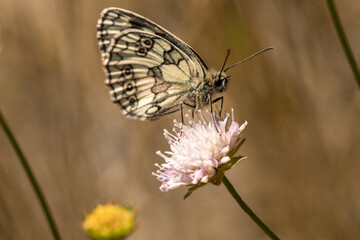 Melanargia galathea, Marbled White butterfly on flower.