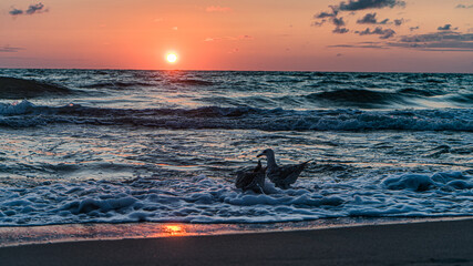 Two birds during sunset © szcpom