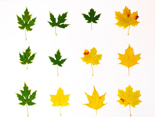 Rows of natural autumn green and yellow maple isolated on a white background.