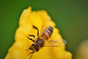 Honey bee on a yellow leave of a pumkin blossom against a green blurred background