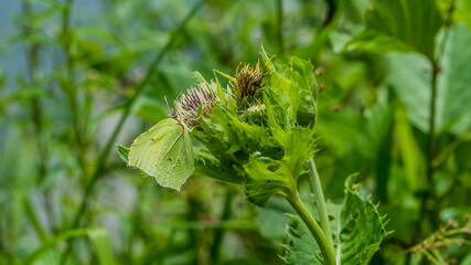 Butterfly sitting on flower