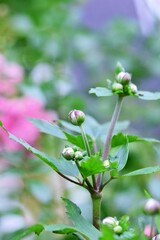 Autumn anemone buds as a close up