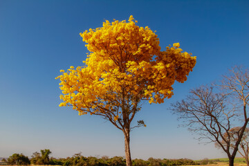 Um ipê amarelo florido com céu azul ao fundo.