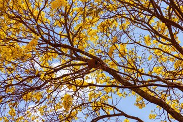 Um ninho de João-de-Barro no galho de um ipê amarelo florido.