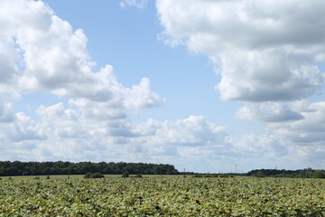 Field, trees and blue sky