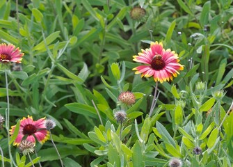 Honey Bee on an Indian Blanket Flower 
