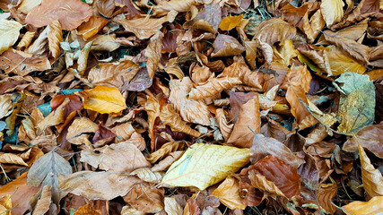 Dry crunchy autumn leaves in beautiful browns and yellows create a beautiful abstract wallpaper .
