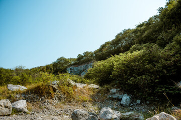 forest in the mountains