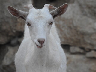 portrait of a goat