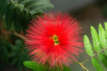 Calliandra harrisii is a species of flowering plants of the genus Calliandra in the family Fabaceae.