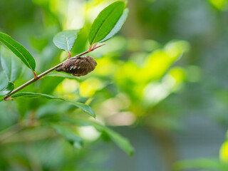 Venomous Puss Moth Caterpillar on a Pomegranate Tree