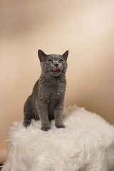 A young british short-hair cat - a grey kitten sitting on a white faux fur surface on a beige background and licking his mouth