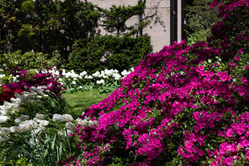 Fototapeta na wymiar Beautiful Blooming Purple Flowers in a Residential Garden on the Upper East Side during Spring in New York City