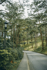 Obraz premium road in the woods