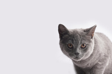 A young british short-hair cat - a grey kitten looking into a camera on a white background, negative space banner