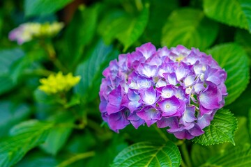 紫陽花の花 / アジサイ / 繡球花 / 6月