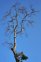 Dried avocado tree on blue sky background              