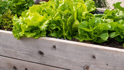 Knackiger Salat im Hochbeet - Selbstanbau im Hausgarten
