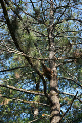 Trunk and twigs of a pine tree on a blue sky background              