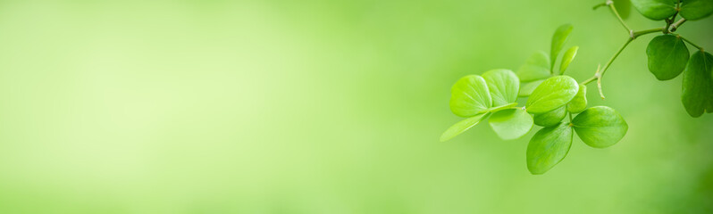 Nature of green leaf in garden at summer. Natural green leaves plants using as spring background cover page greenery environment ecology wallpaper