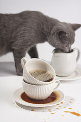 A grey british short-hair cat kitten smelling a white porcelain cup with cappuccino stacked in another mug on a white saucer plate on a white surface