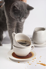 A grey british short-hair cat kitten smelling a white porcelain cup with cappuccino stacked in another mug on a white saucer plate on a white surface