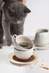 A grey british short-hair cat kitten smelling a white porcelain cup with cappuccino stacked in another mug on a white saucer plate on a white surface