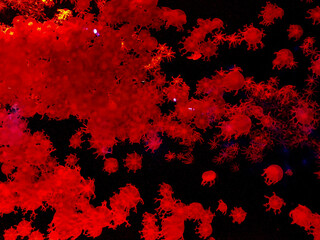Greater Bay China Zhuhai Hengqin Chimelong Ocean Kingdom Jellyfish Jellyfishes Sea Jellies Creature Underwater Led Glowing Glow Neon Dream Floating 