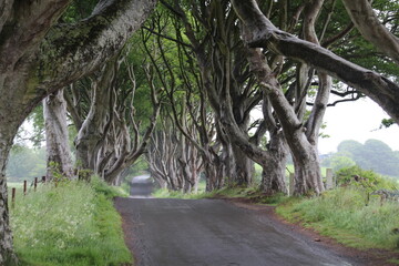 The Dark Hedges, Irlanda. Precioso camino de hayas y setos.