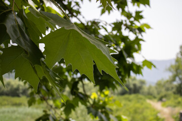 Close-up green maple leaves on a background sunlight. Lush foliage with soft focus - bokeh effect. Sunny summer nature, beautiful maple branch wallpaper, natural texture, forest landscape.