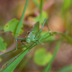 Large green locust Chrysochraon dispar in natural habitat.