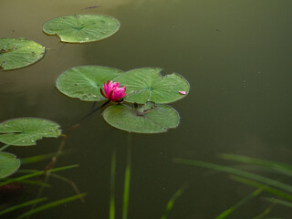 nénuphar 