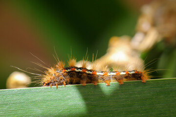 Nahaufnahme von einem Tagfalter. Schmetterling.