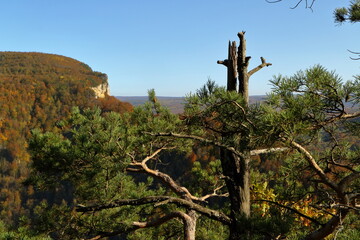 broken pine on the background of a mountain valley. Autumn.