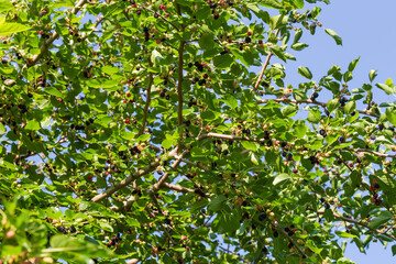 Branches of mulberry tree with ripening fruits against the sky