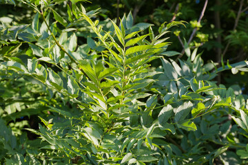 Young ash-tree against other vegetation