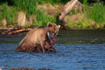 Naklejka na ściany i meble A bear on a lake in Kamchatka caught a sockeye salmon and holds it firmly in his teeth.
