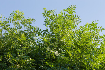 Young branches of the ash-tree against the sky