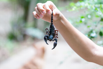 selective focus A large black scorpion in teenage boy's hand holding the tail of a scorpion Dangerous poisonous insects entering the house during the rainy season in Thailand There is space for text.