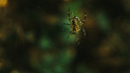 pająk na pajęczynie - obrazy, fototapety, plakaty