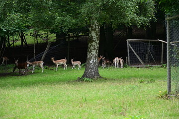 Rehe, Hirsche, Rothirsch im Wildpark Knüll, Knüllwald in Homberg (Efze), Hessen, Deutschland
