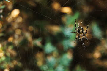 pająk na pajęczynie czeka na ofiarę