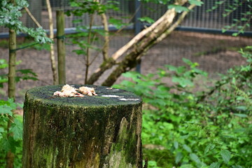Fototapeta premium Fleischfütterung mit toten Hähnchen-Küken auf einem Baumstamm im Wilpark oder Zoo, Schweinfurt, Franken, Deutschland