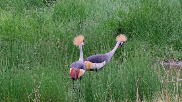 a pair of black crowned cranes (Balearica pavonina) in Arusha National Park, Tanzania, Africa